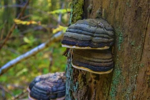 Mushrooms on a tree Stock Photos