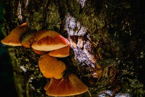 Mushrooms on tree 写真素材
