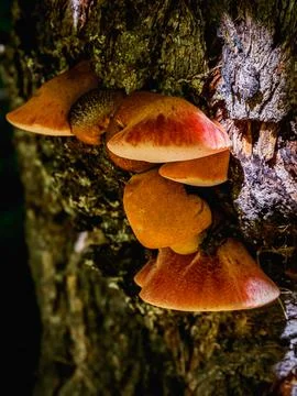 Mushrooms on tree 写真素材