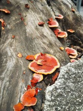 Mushrooms on the tree Stock Photos