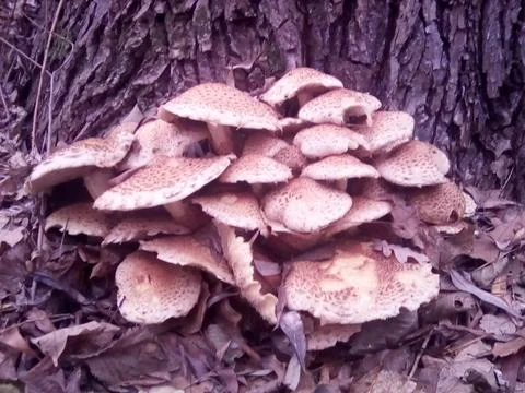 Mushrooms on a tree Stock Photos