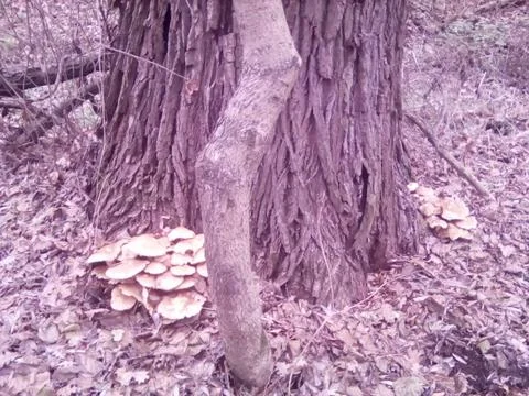 Mushrooms on a tree Foto stock