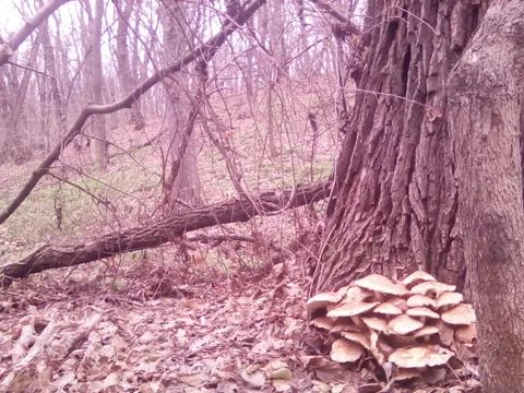 Mushrooms on a tree Stock Photos