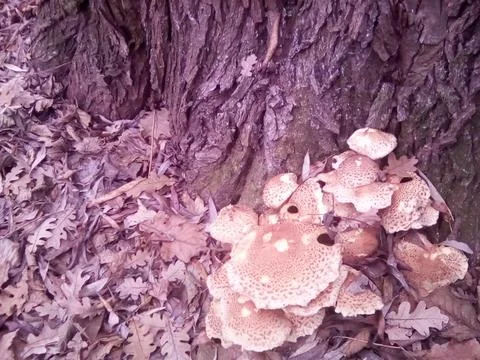 Mushrooms on a tree Stock Photos