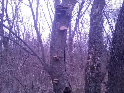 Mushrooms on a tree Stock-Fotos