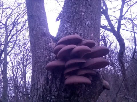 Mushrooms on a tree Foto stock