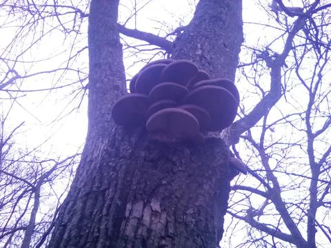 Mushrooms on a tree Stock Photos