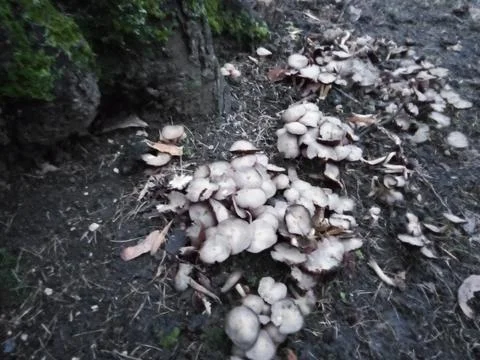 Mushrooms on a tree Stock Photos