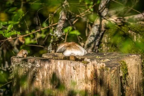 Mushrooms on a tree stump Stock Photos