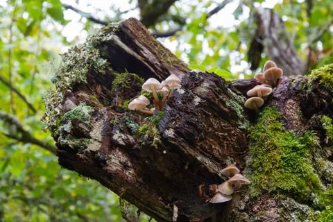 Mushrooms on Tree Trun Stock-Fotos