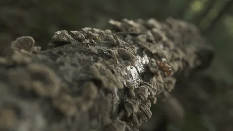 Mushrooms on a tree trunk Stockbeeldmateriaal 100066196