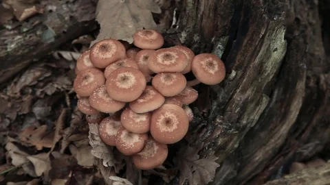Mushrooms on a tree trunk Stock Footage