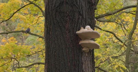 Mushrooms on a tree trunk Stock Footage 252817491