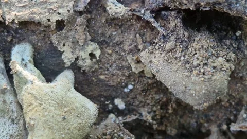 Mushrooms on a tree trunk Stock Footage 310797270