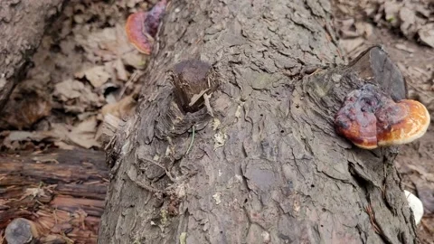 Mushrooms on a tree trunk in the forest Stock Footage 186066065
