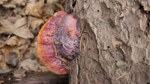 Mushrooms on a tree trunk in the forest Stock Footage 186066068