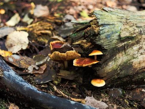 Mushrooms on a tree trunk, late fall Stock Photos