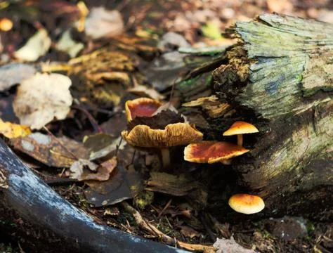 Mushrooms on a tree trunk, late fall Stock Photos