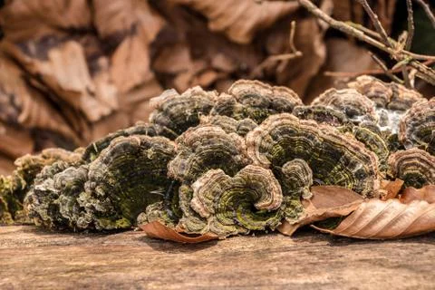 Mushrooms on a tree trunk in the middle of the forest Stock Photos