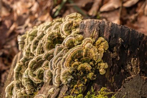 Mushrooms on a tree trunk in the middle of the forest Stock Photos
