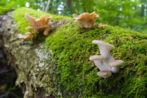 Mushrooms on a tree trunk Stock Photos