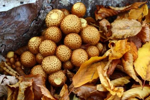 Mushrooms on a tree trunk Stock Photos