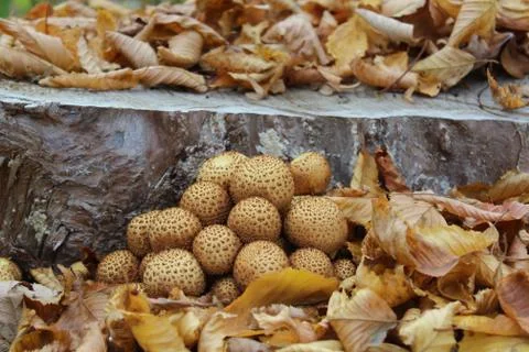 Mushrooms on a tree trunk Stock Photos