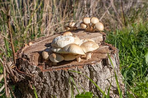 Mushrooms on a tree trunk Stock Photos
