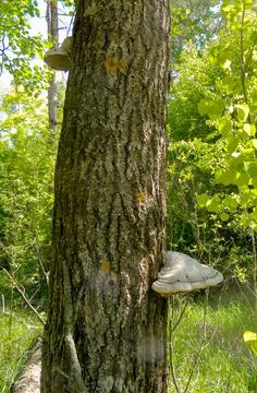 Mushrooms on a tree trunk Photos