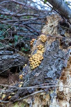 Mushrooms on a tree trunk Stock Photos