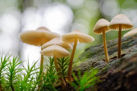 Mushrooms on a tree trunk Foto stock