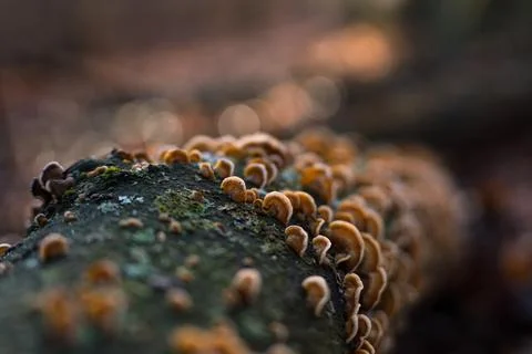 Mushrooms on a tree trunk Stock Photos