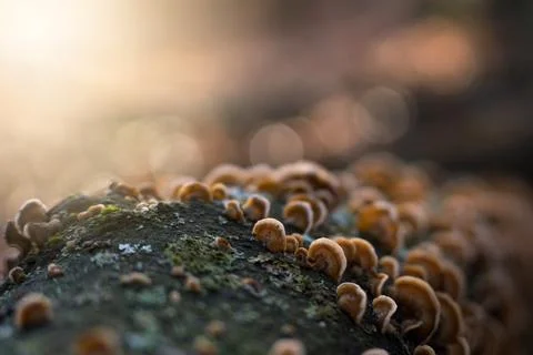 Mushrooms on a tree trunk Stock Photos