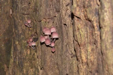 Mushrooms on a tree trunk Stock Photos