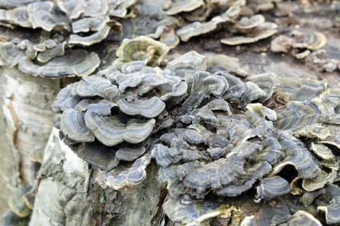 Mushrooms on a tree trunk shallow depth of field, trunk with mushrooms, photo Foto stock
