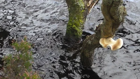 Mushrooms on tree trunks on the water Stock Footage 87194811