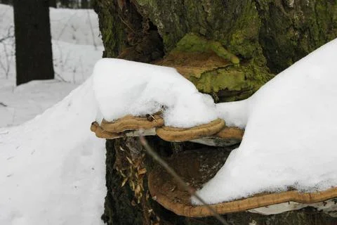 Mushrooms on a tree in the winter forest, close-up Stock Photos