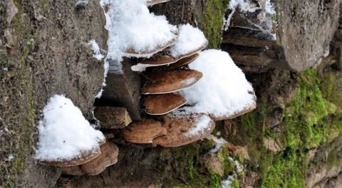 Mushrooms on the tree in winter Stock Photos