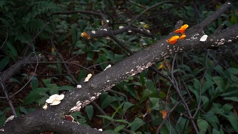 Mushrooms on a tree in the woods Stock Footage 93037055