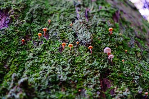Mushrooms on trees Stock Photos
