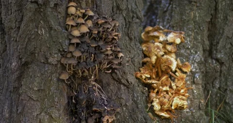 Mushrooms on the trunk of an autumn tree Stock Footage 219864629