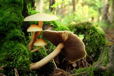 Mushrooms on trunk in a forest Stock Photos