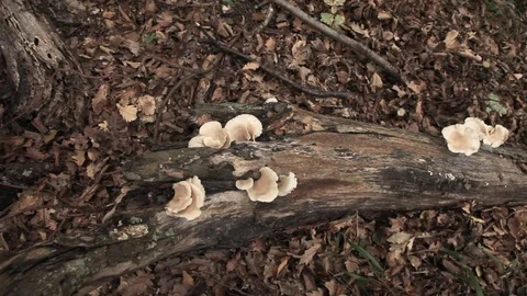 Mushrooms on the trunk of an old tree. Stockbeeldmateriaal 119914130