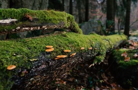 Mushrooms on the trunk Stock Photos
