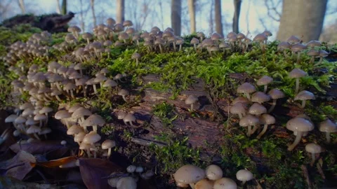 Mushrooms on trunk of tree in forest Stock Footage 270607791