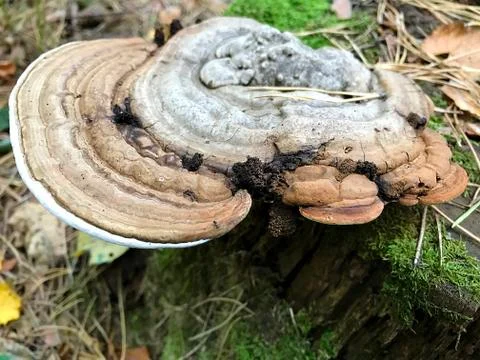 Mushrooms on the trunk of a tree. Stock Photos