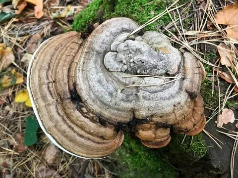 Mushrooms on the trunk of a tree. Stock Photos