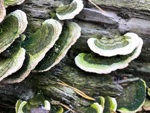 Mushrooms on the trunk of a tree. Stock Photos