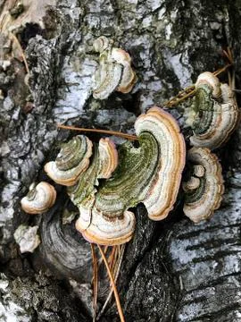 Mushrooms on the trunk of a tree. Stock Photos