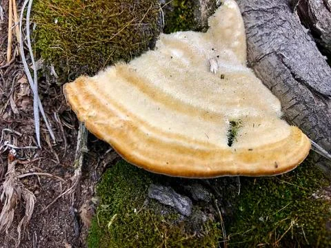 Mushrooms on the trunk of a tree. Stock Photos